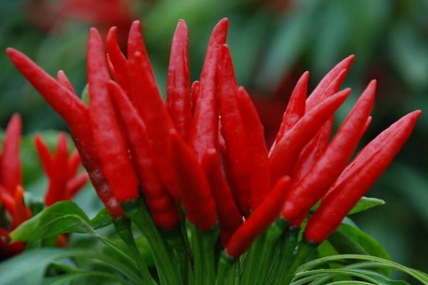 三櫻椒種植新技術(shù)