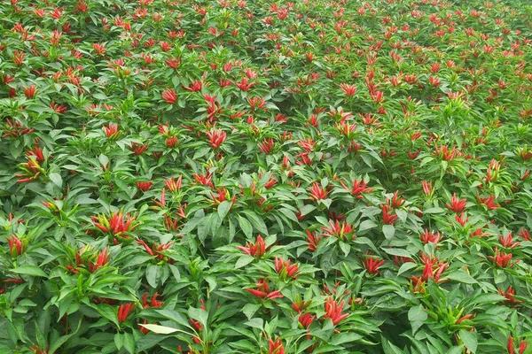 三櫻椒種植新技術(shù)