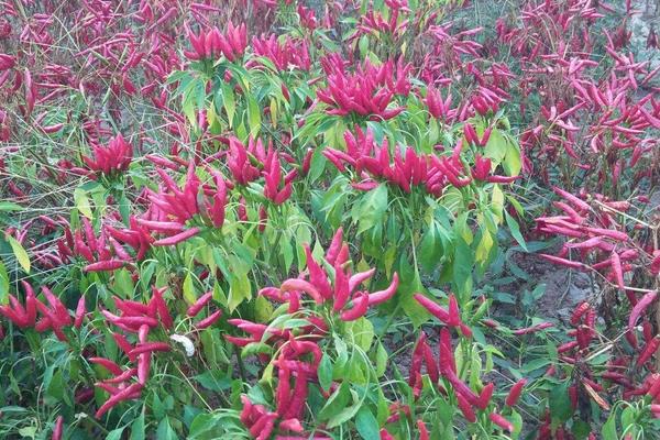 三櫻椒種植新技術(shù)