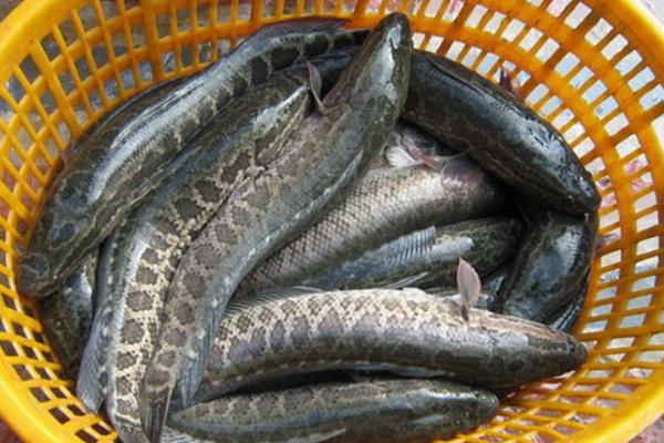 黑魚養殖發展快效益高