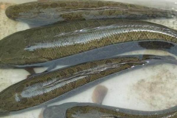 黑魚養殖發展快效益高