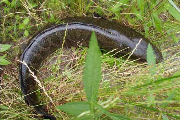 黑魚養殖發展快效益高