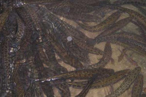 黑魚養殖發展快效益高