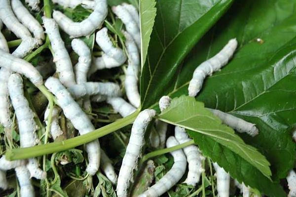 十點(diǎn)讓你夏秋養(yǎng)好蠶