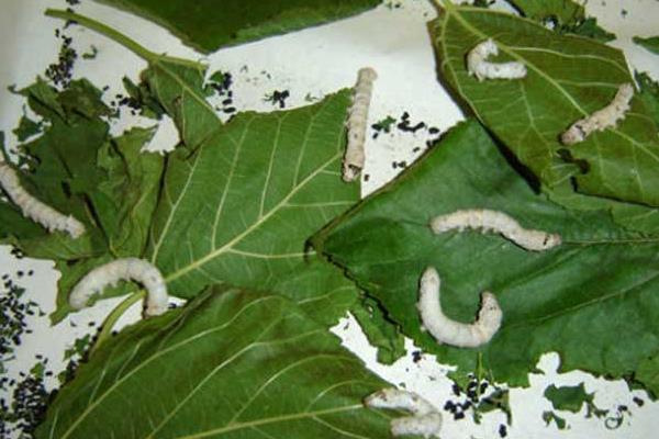 十點讓你夏秋養好蠶