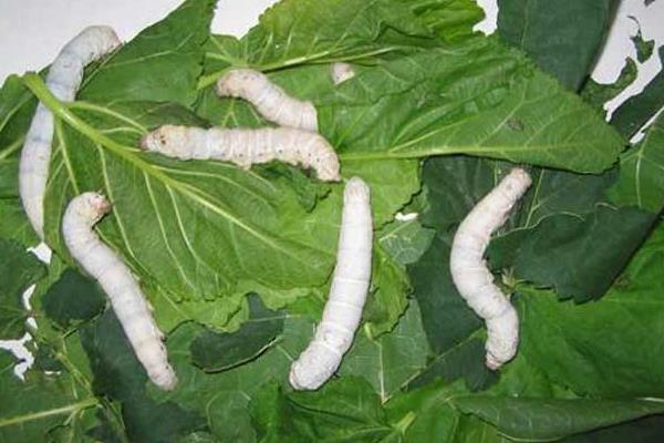 十點讓你夏秋養好蠶