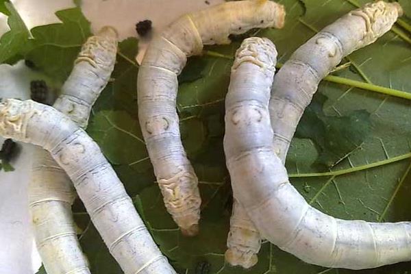 十點讓你夏秋養好蠶