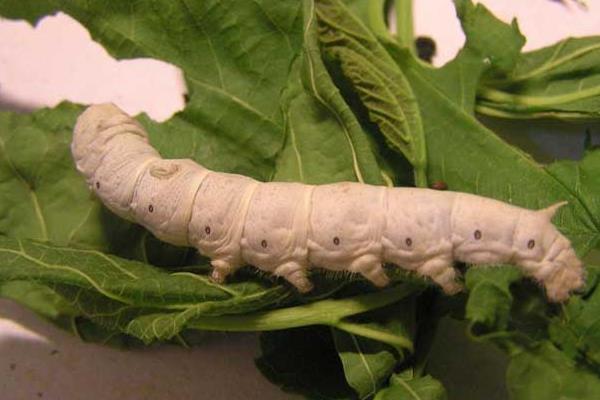 十點讓你夏秋養好蠶