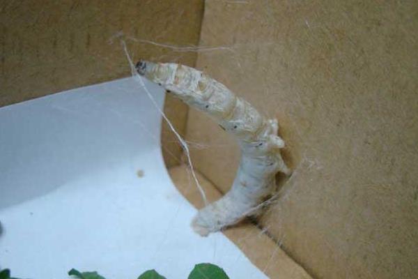 十點讓你夏秋養好蠶