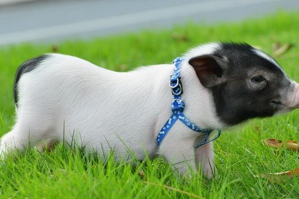 養香豬賺錢嗎？