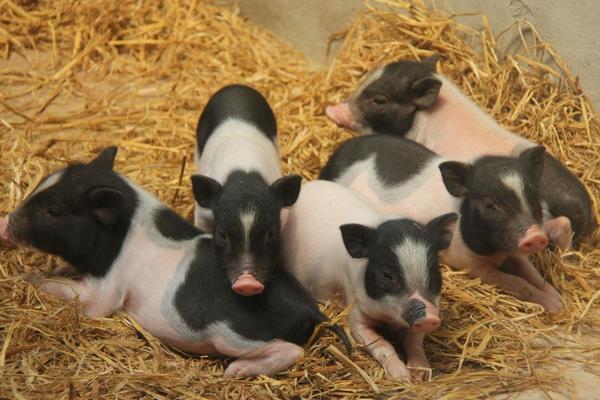 養香豬賺錢嗎？