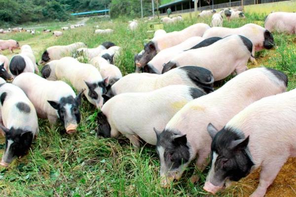 養香豬賺錢嗎？