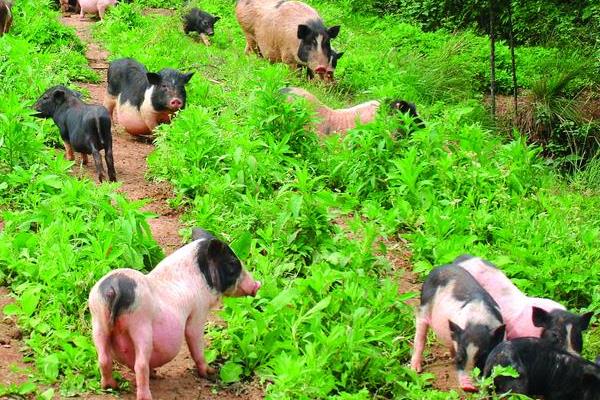 養香豬賺錢嗎？