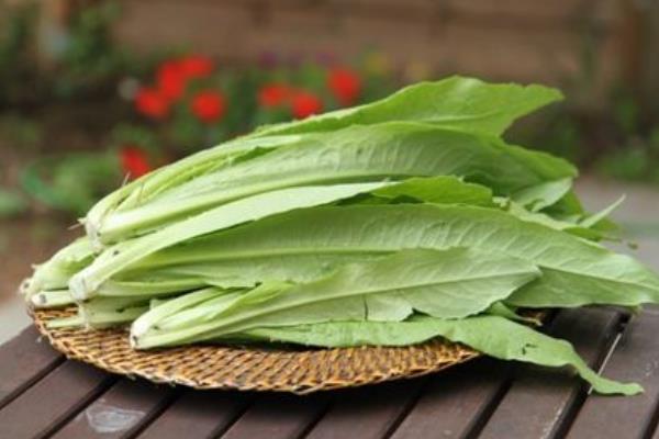 油麥菜和萵筍葉的區別是什么