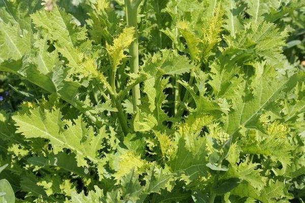 雪里紅價(jià)格多少錢(qián)一斤