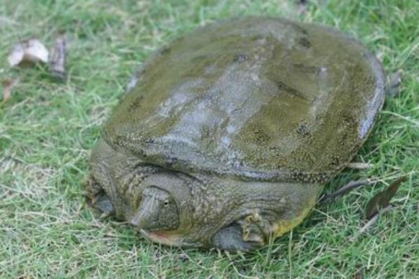 外塘甲魚養(yǎng)殖技術(shù)