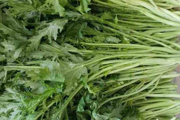 雪里紅價格多少錢一斤