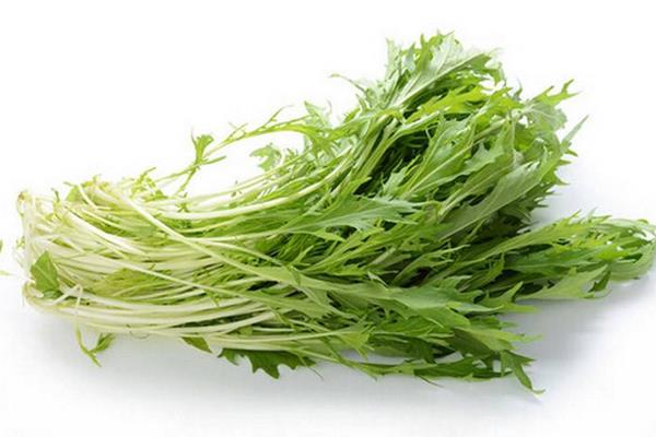 雪里紅價格多少錢一斤