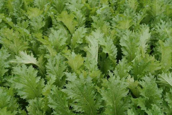 雪里紅價格多少錢一斤