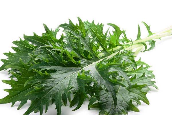 雪里紅和雪菜一樣嗎