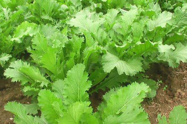 雪里紅為什么叫雪里紅