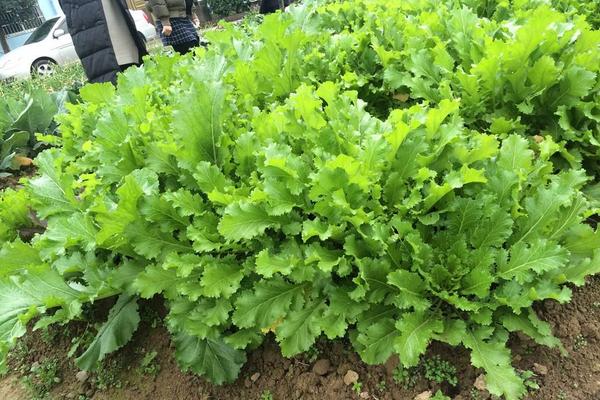 雪里紅是什么菜