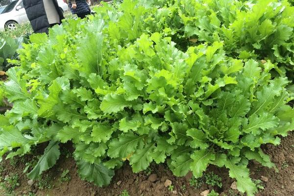 雪里紅圖片大全