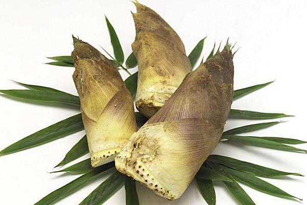 竹筍是發(fā)物嗎