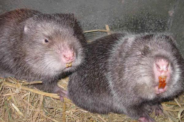 竹鼠咬人有毒嗎