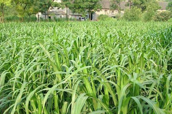 狼尾草種植技術，雜交狼尾草種植方法