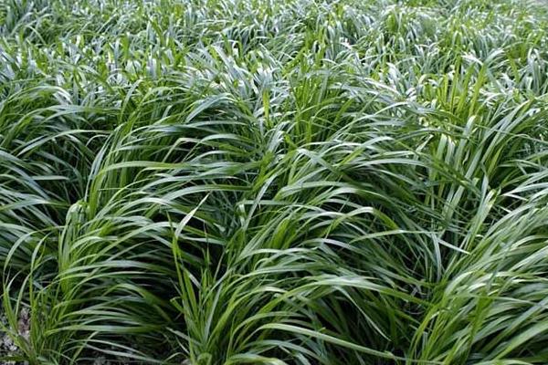 狼尾草種植技術，雜交狼尾草種植方法