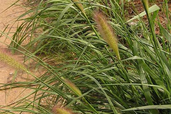 狼尾草種植技術，雜交狼尾草種植方法