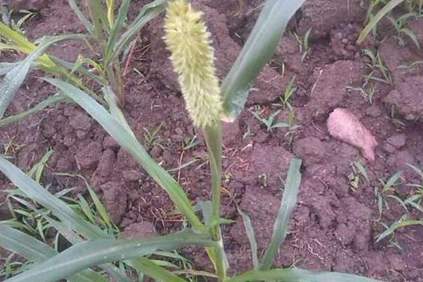 狼尾草種植技術，雜交狼尾草種植方法