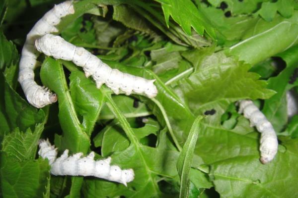 養(yǎng)蠶賺錢嗎