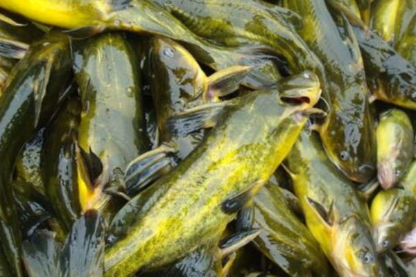 養黃顙魚的利潤