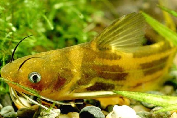 養黃顙魚的利潤