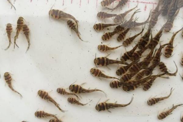 養黃顙魚的利潤