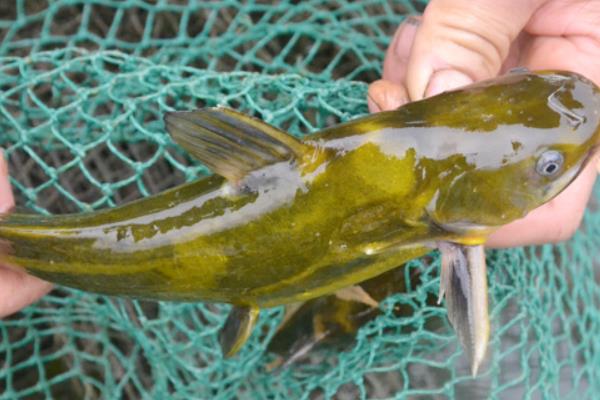 養黃顙魚的利潤