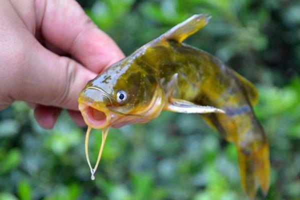養黃顙魚的利潤