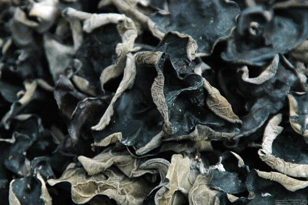 黑木耳如何進行霧灌