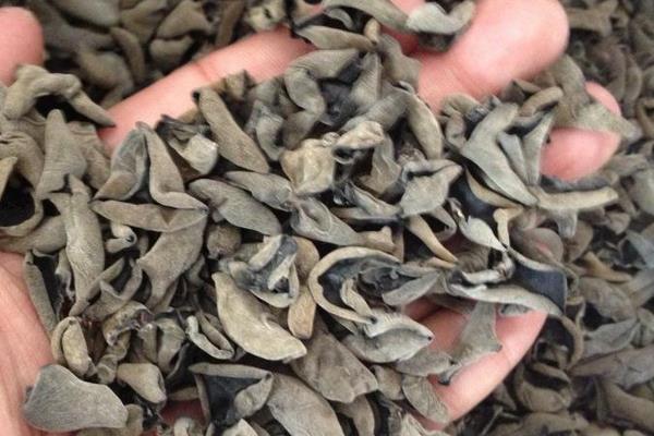 黑木耳如何進行霧灌