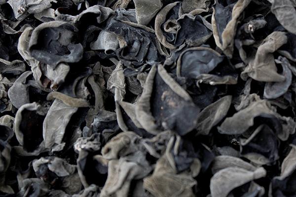 黑木耳如何進行霧灌