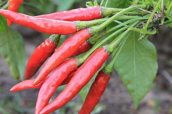 辣椒種植效益分析