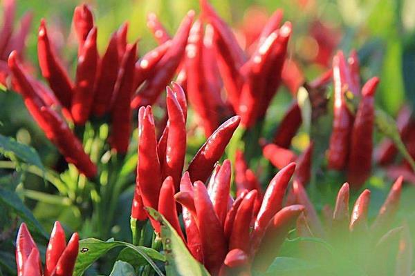 辣椒種植效益分析