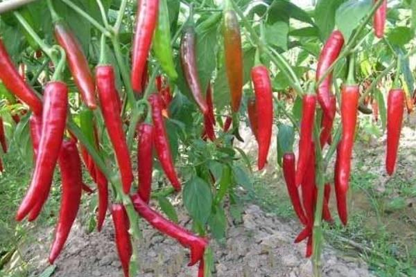 辣椒種植效益分析