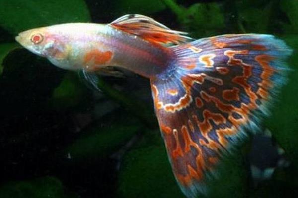 孔雀魚如何繁殖？繁殖時間是怎樣？不繁殖的原因有？