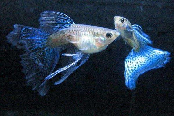 孔雀魚如何繁殖？繁殖時間是怎樣？不繁殖的原因有？