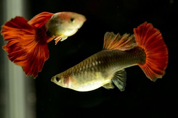 孔雀魚如何繁殖？繁殖時間是怎樣？不繁殖的原因有？