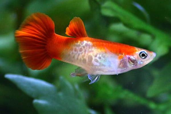 孔雀魚如何繁殖？繁殖時間是怎樣？不繁殖的原因有？