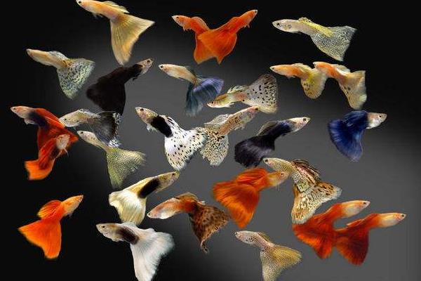 孔雀魚如何繁殖？繁殖時間是怎樣？不繁殖的原因有？